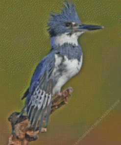 Grey Belted Kingfisher Bird Diamond Painting