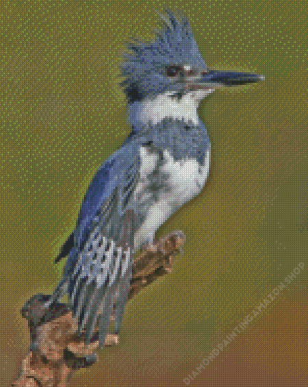 Grey Belted Kingfisher Bird Diamond Painting