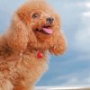 Happy Poodle Diamond Painting