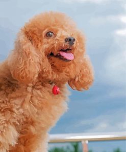 Happy Poodle Diamond Painting