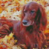 Irish Setter Dog In Leaves Diamond Painting