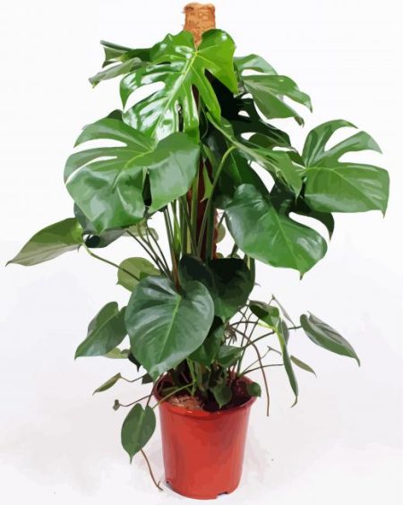 Monstera Plant Diamond Painting