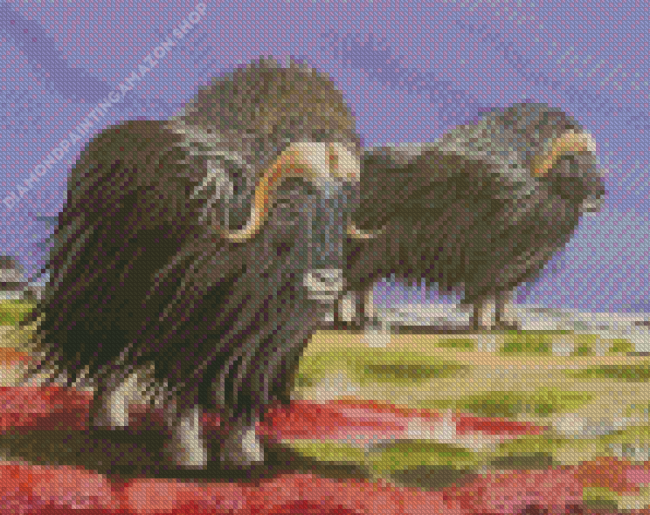 Muskox Animals Art Diamond Painting