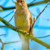 Nightingale On Tree Branch Diamond Painting