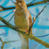 Nightingale On Tree Branch Diamond Painting