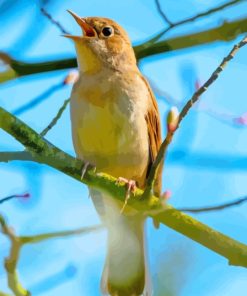 Nightingale On Tree Branch Diamond Painting