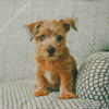 Norfolk Terrier On Sofa Diamond Painting