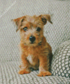 Norfolk Terrier On Sofa Diamond Painting