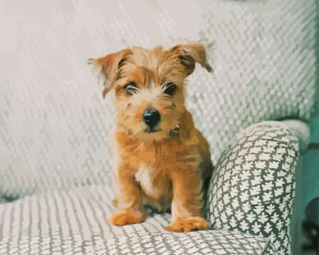 Norfolk Terrier On Sofa Diamond Painting