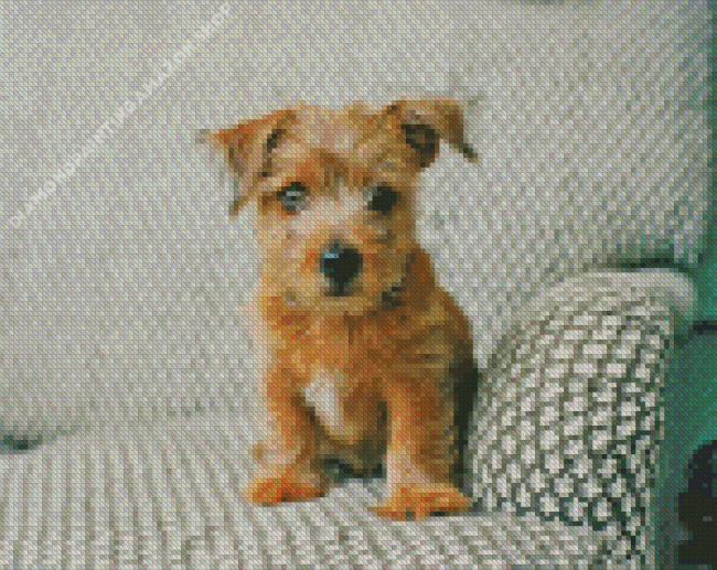 Norfolk Terrier On Sofa Diamond Painting