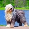 Old English Sheepdog Diamond Painting