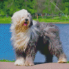 Old English Sheepdog Diamond Painting