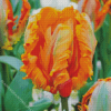 Orange Parrot Tulip Diamond Painting