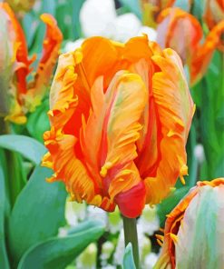 Orange Parrot Tulip Diamond Painting