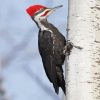 Pileated Woodpecker Diamond Painting