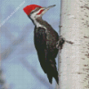 Pileated Woodpecker Diamond Painting