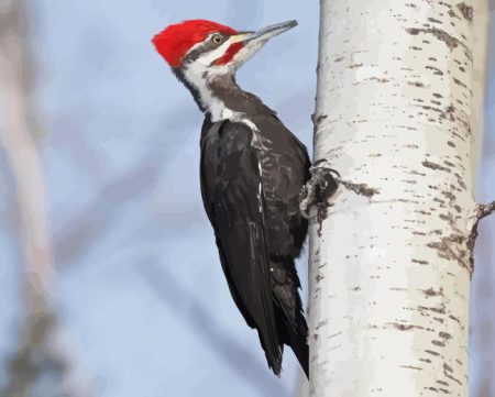 Pileated Woodpecker Diamond Painting