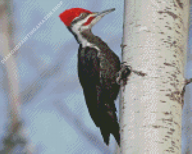 Pileated Woodpecker Diamond Painting