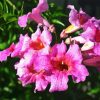 Pink Trumpet Vine Diamond Painting