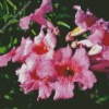 Pink Trumpet Vine Diamond Painting