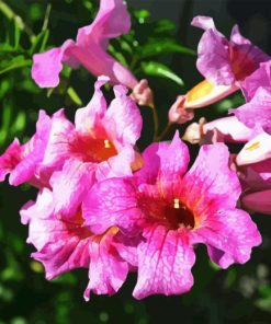 Pink Trumpet Vine Diamond Painting