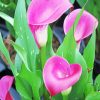 Pink Calla Lily Diamond Painting