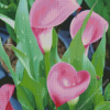 Pink Calla Lily Diamond Painting