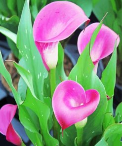 Pink Calla Lily Diamond Painting