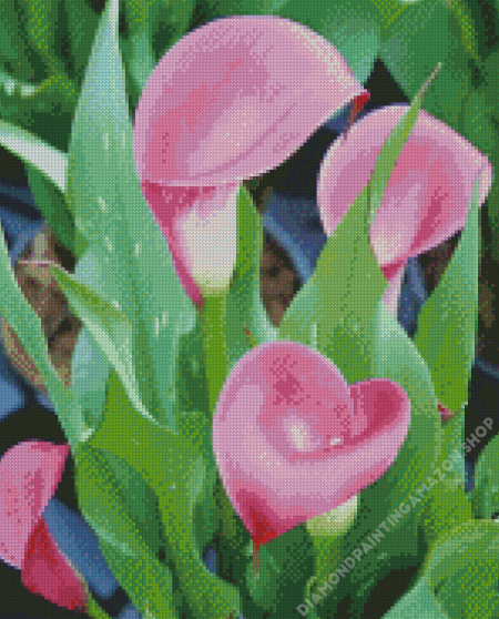 Pink Calla Lily Diamond Painting