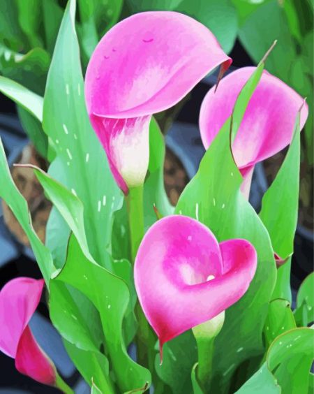 Pink Calla Lily Diamond Painting