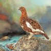 Ptarmigan Bird Diamond Painting