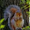 Red Squirrel Diamond Painting