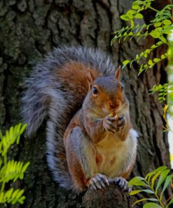 Red Squirrel Diamond Painting