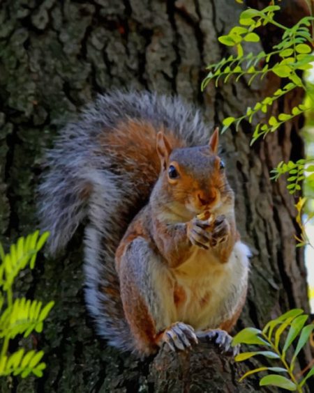 Red Squirrel Diamond Painting