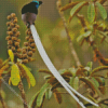 Ribbon Bird On Tree Diamond Painting