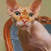 Sphynx Cat Animal Diamond Painting