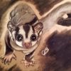 Sugar Glider Art Diamond Painting