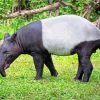 Tapir Animal Diamond Painting