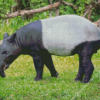 Tapir Animal Diamond Painting