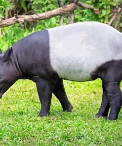 Tapir Animal Diamond Painting