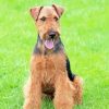 Welsh Terrier Dog Diamond Painting