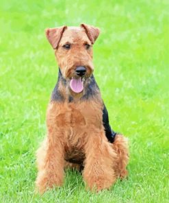 Welsh Terrier Dog Diamond Painting