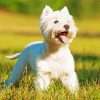 West Highland White Terrier Diamond Painting