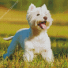 West Highland White Terrier Diamond Painting