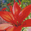 Western Red Lily Close Up Diamond Painting