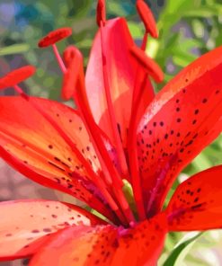 Western Red Lily Close Up Diamond Painting