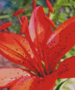 Western Red Lily Close Up Diamond Painting