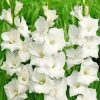 White Gladiolus Diamond Painting