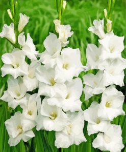 White Gladiolus Diamond Painting