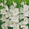 White Gladiolus Diamond Painting